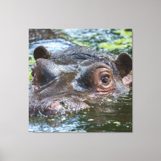 Hippo im Wassertriptychon Leinwanddruck (Vorderseite)
