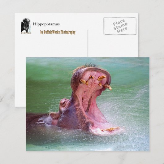 Hippo Mouth Open Postcard Postkarte (Vorne/Hinten)