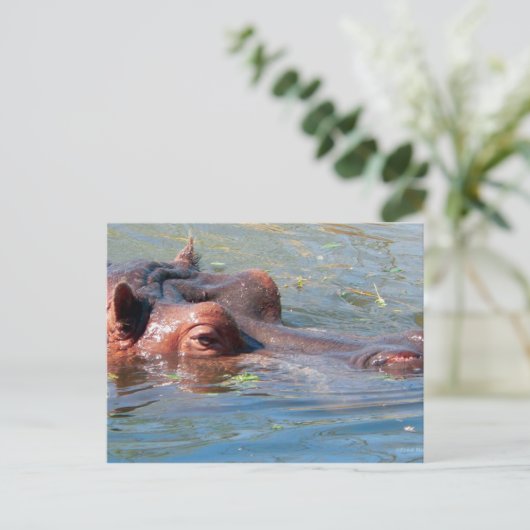 Hippo Postcard Postkarte (Stehend Vorderseite)