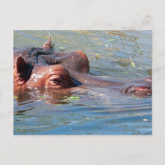 Hippo Postcard Postkarte (Vorderseite)