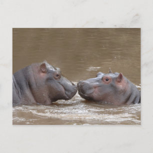 Hippo Postkarte