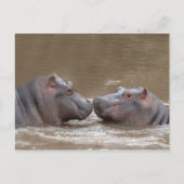 Hippo Postkarte (Vorderseite)