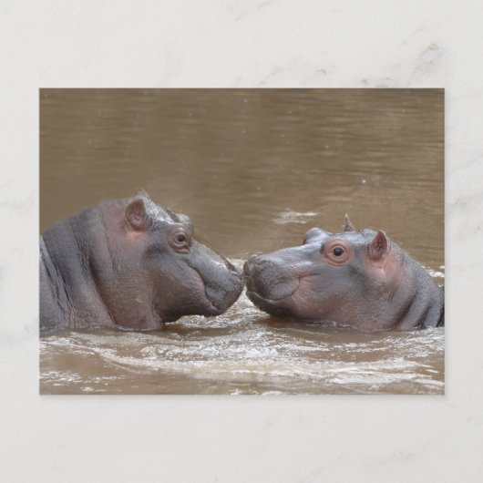 Hippo Postkarte (Vorderseite)