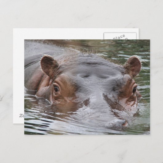 Hippo Postkarte (Vorne/Hinten)