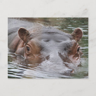 Hippo Postkarte