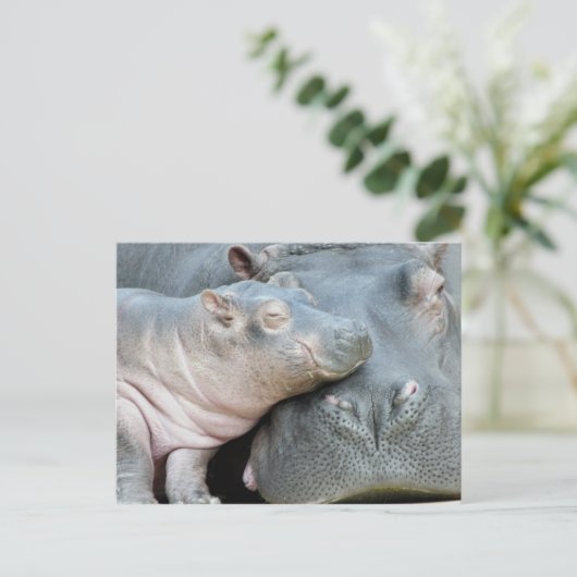 Hippo Postkarte (Stehend Vorderseite)