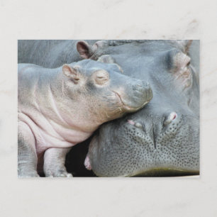 Hippo Postkarte