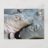 Hippo Postkarte (Vorderseite)