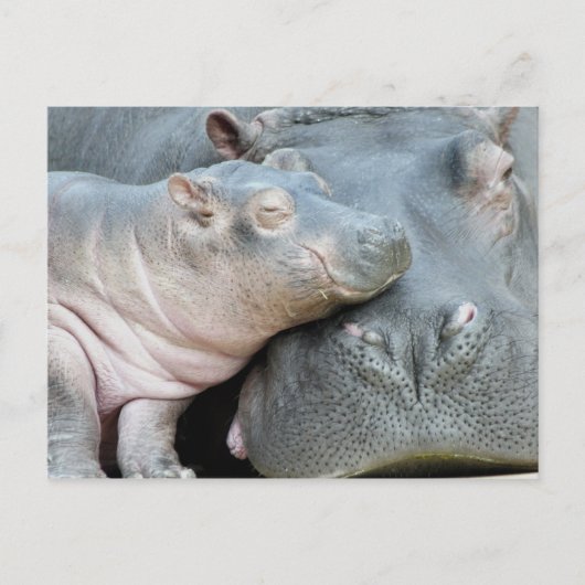 Hippo Postkarte (Vorderseite)