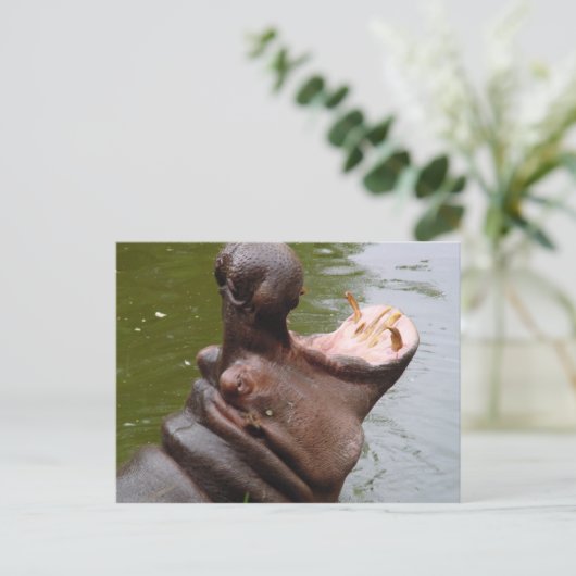 Hippo Postkarte (Stehend Vorderseite)