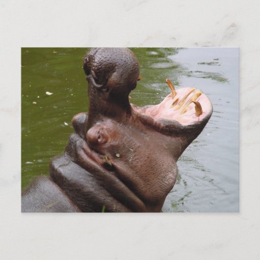 Hippo Postkarte (Vorderseite)