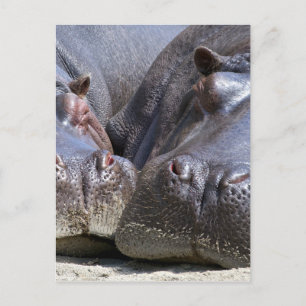 Hippo Postkarte