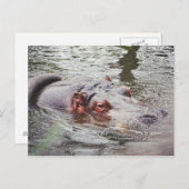 Hippo Postkarte (Vorne/Hinten)