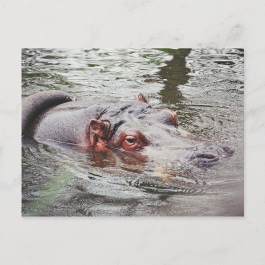 Hippo Postkarte (Vorderseite)