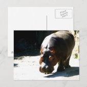 Hippo Postkarte (Vorne/Hinten)