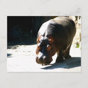 Hippo Postkarte