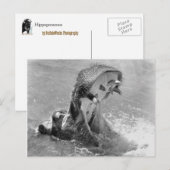 Hippo-Postkarte gefüttert Postkarte (Vorne/Hinten)