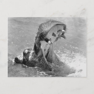 Hippo-Postkarte gefüttert Postkarte
