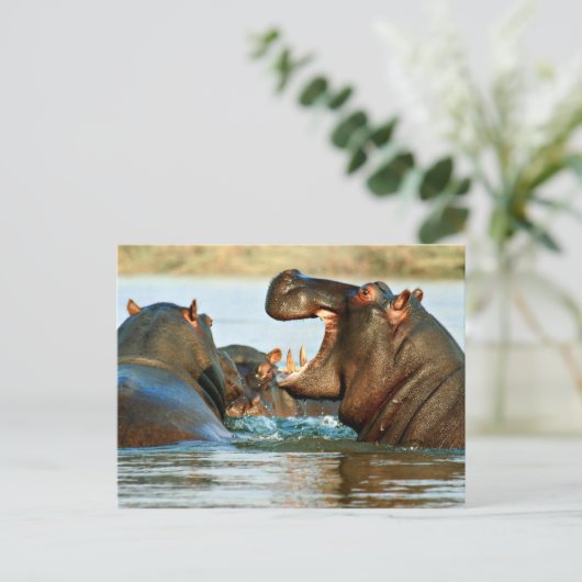 Hippo - Reitpferd Postkarte (Stehend Vorderseite)