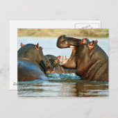 Hippo - Reitpferd Postkarte (Vorne/Hinten)