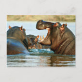 Hippo - Reitpferd Postkarte (Vorderseite)