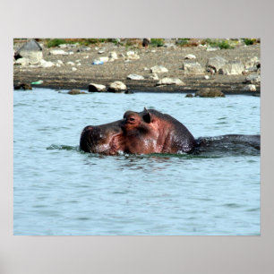 Hippo-Schwimmen Poster