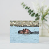 Hippo-Schwimmen Postkarte (Stehend Vorderseite)