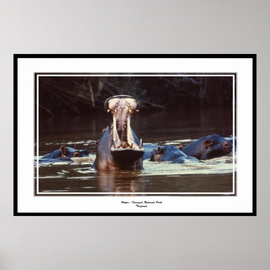 Hippo - Serentgeti Poster (Vorne)