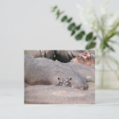 Hippo sieht dich an postkarte (Stehend Vorderseite)