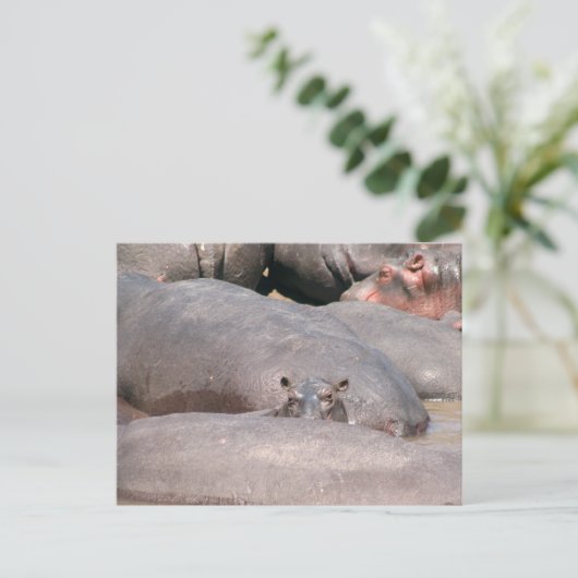 Hippo sieht dich an postkarte (Stehend Vorderseite)