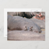 Hippo sieht dich an postkarte (Vorne/Hinten)