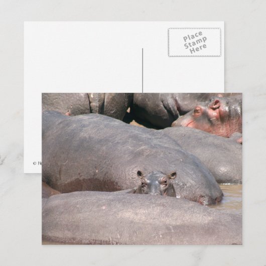 Hippo sieht dich an postkarte (Vorne/Hinten)