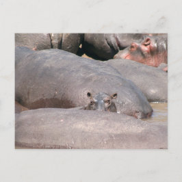 Hippo sieht dich an postkarte