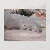 Hippo sieht dich an postkarte (Vorderseite)