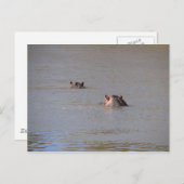 Hippo Stare Postkarte (Vorne/Hinten)