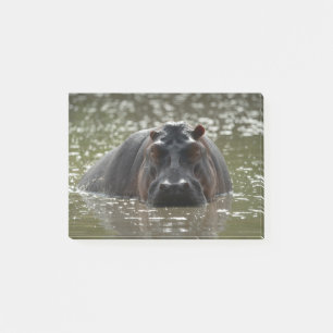 Hippo starrt bedrohlich an der Kamera vom Fluss Post-it Klebezettel