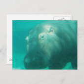 Hippo unter Wasser Postkarte (Vorne/Hinten)