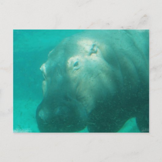 Hippo unter Wasser Postkarte (Vorderseite)