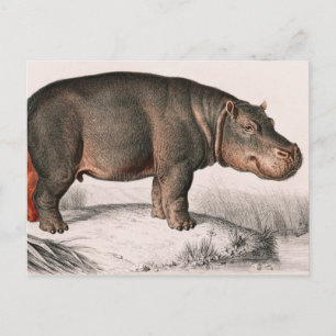 Hippo Vintag illustriert Postkarte
