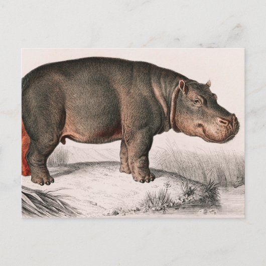 Hippo Vintag illustriert Postkarte (Vorderseite)