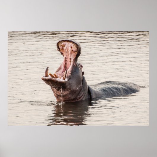 Hippo Yawn Poster (Vorne)
