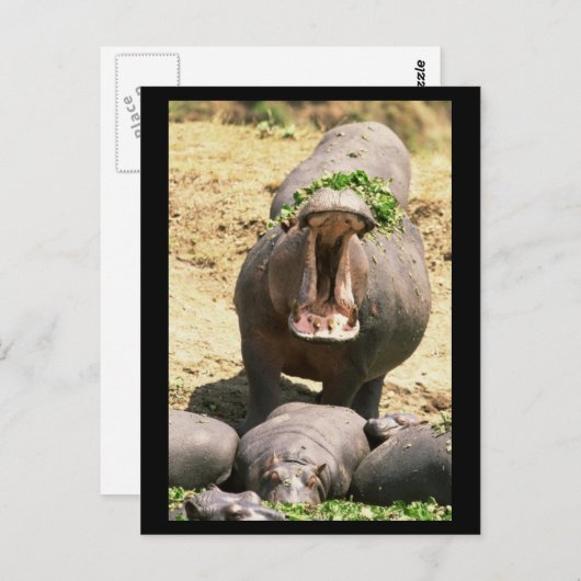 Hippo Yell Postkarte (Vorne/Hinten)