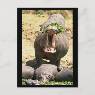 Hippo Yell Postkarte