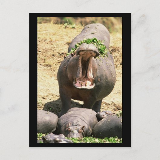 Hippo Yell Postkarte (Vorderseite)