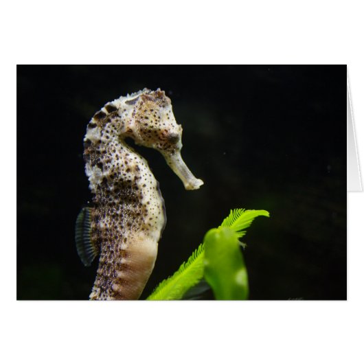 Hippocampus (Vorderseite (Horizontal))