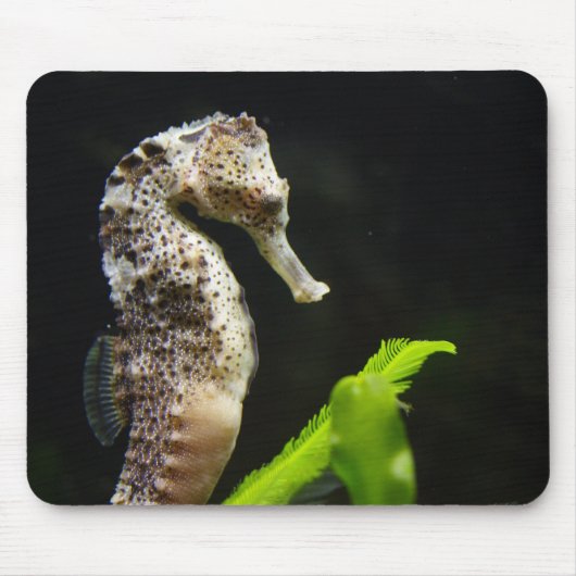 Hippocampus Mousepad (Vorne)