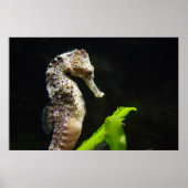 Hippocampus Poster (Vorne)