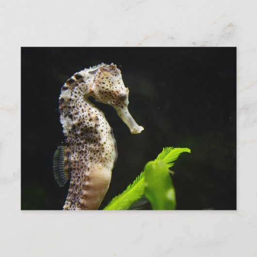 Hippocampus Postkarte (Vorderseite)