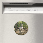 Hippogriff Magnet (In Situ (Geschirrspüler))
