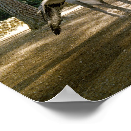 Hippogriff Poster (Ecke)